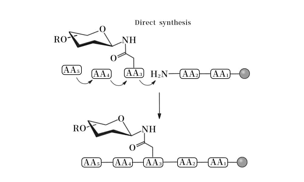 3. Direct glycosylation synthesis
