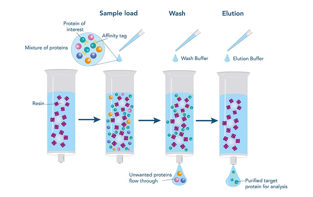 Affinity chromotography purification